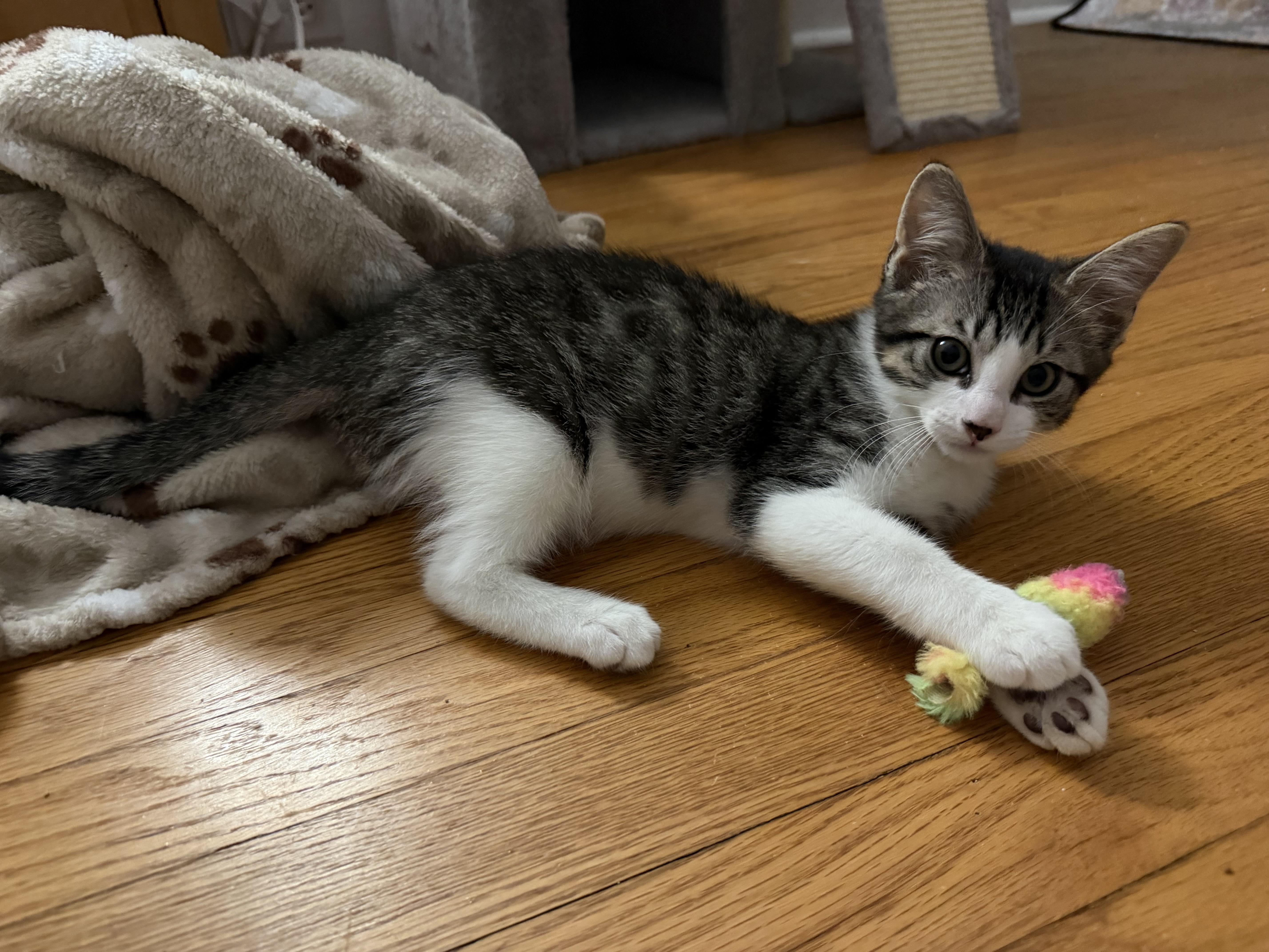 Enlarge Jack, a Adopted Domestic Short Hair in Allentown, NJ image 2/2