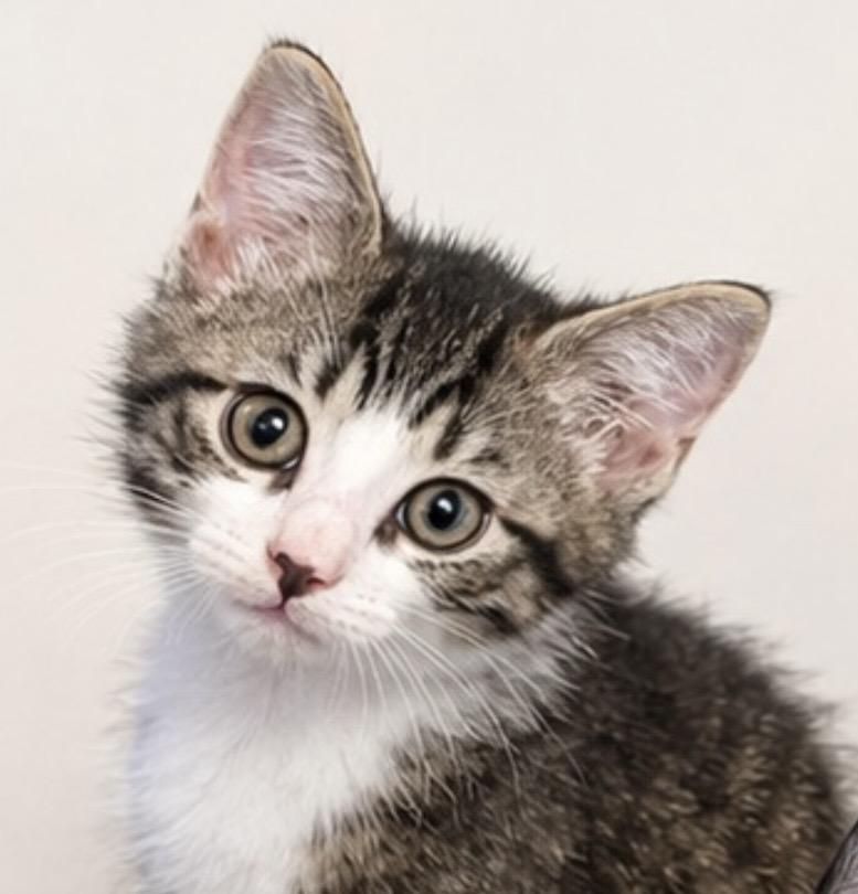 Enlarge Jack, a Adopted Domestic Short Hair in Allentown, NJ image 1/2