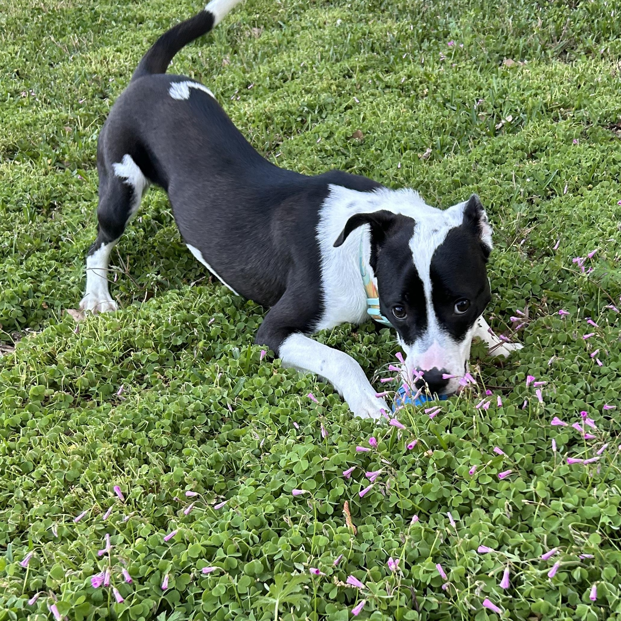 Raven, an adopted Pit Bull Terrier in Wilmington, NC image 2/3