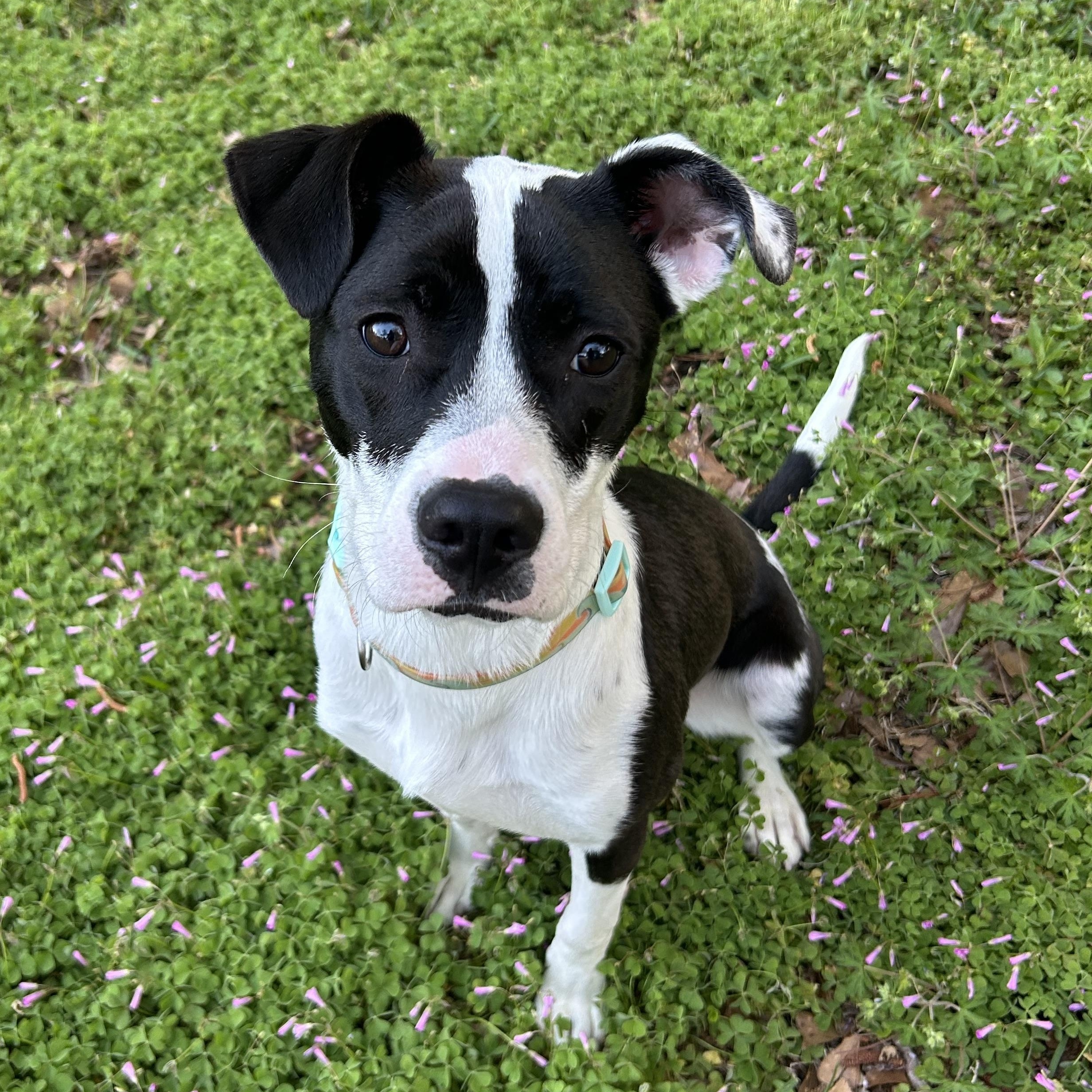 Raven, an adopted Pit Bull Terrier in Wilmington, NC image 1/3