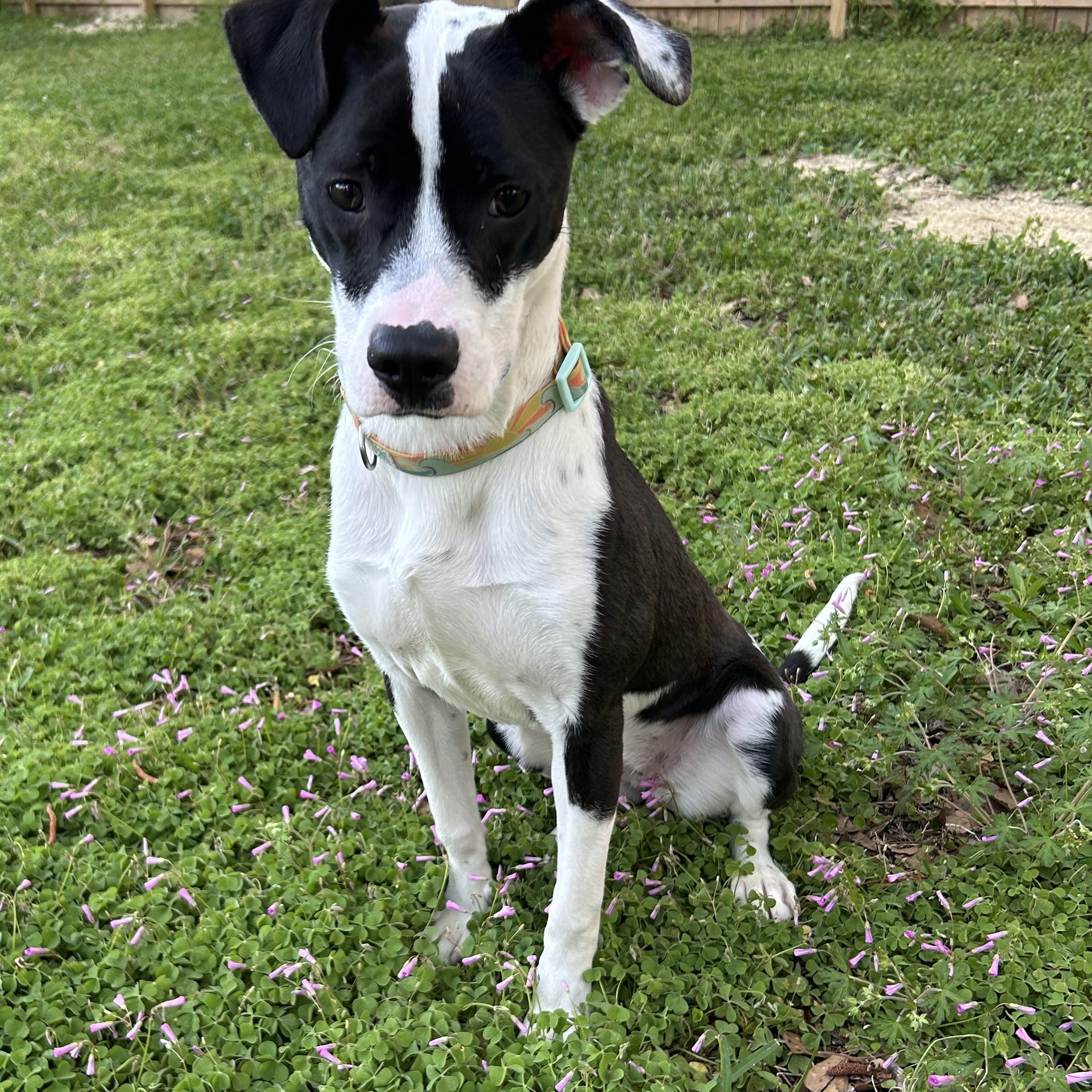 Raven, an adopted Pit Bull Terrier in Wilmington, NC image 3/3