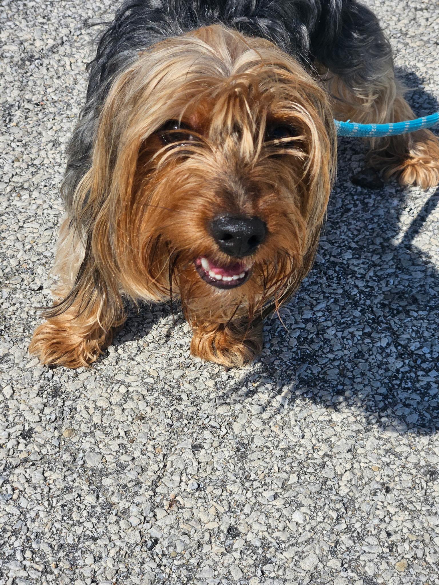 Enlarge Ethan, an adopted Yorkshire Terrier in Homewood, IL image 2/2