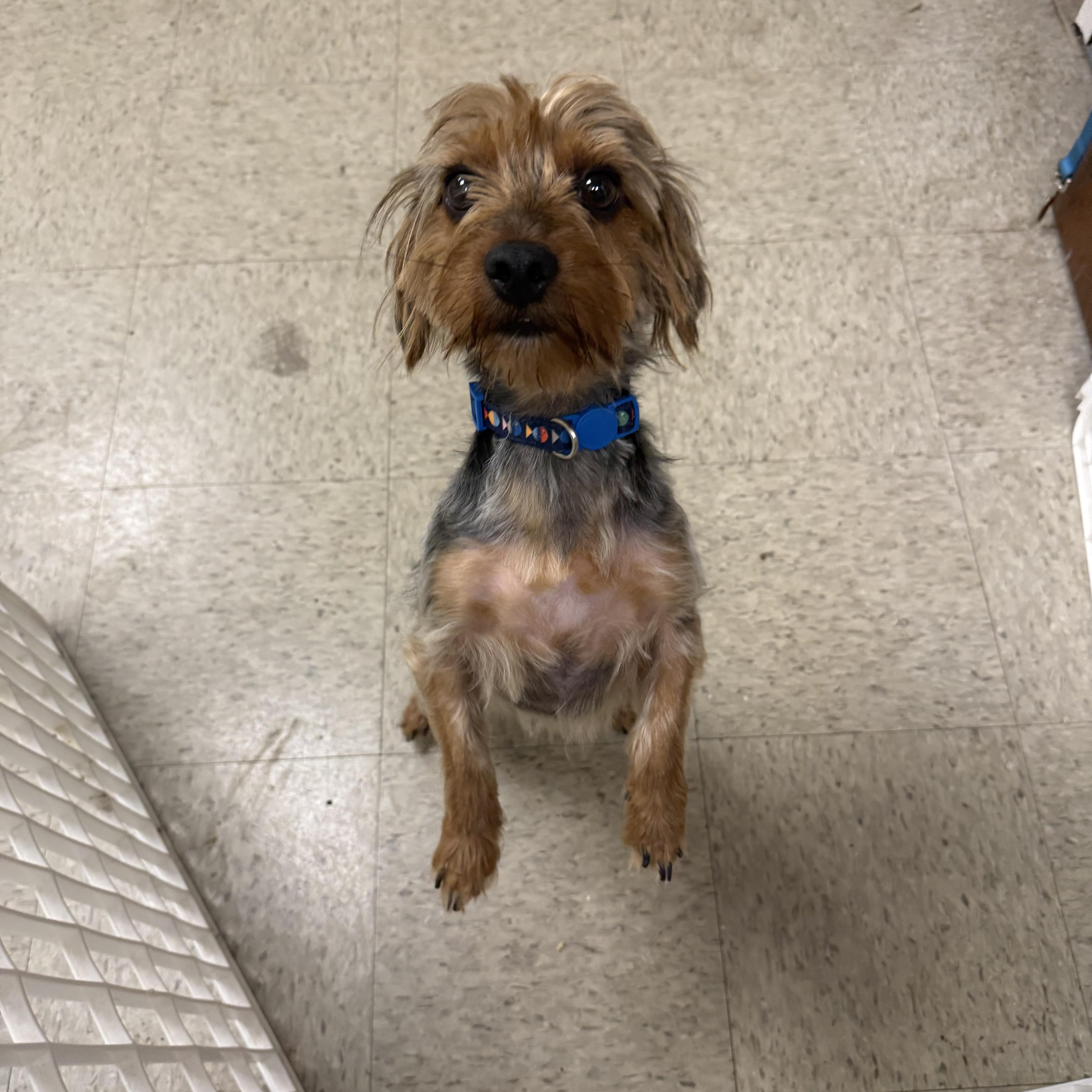 Enlarge Ethan, an adopted Yorkshire Terrier in Homewood, IL image 1/2