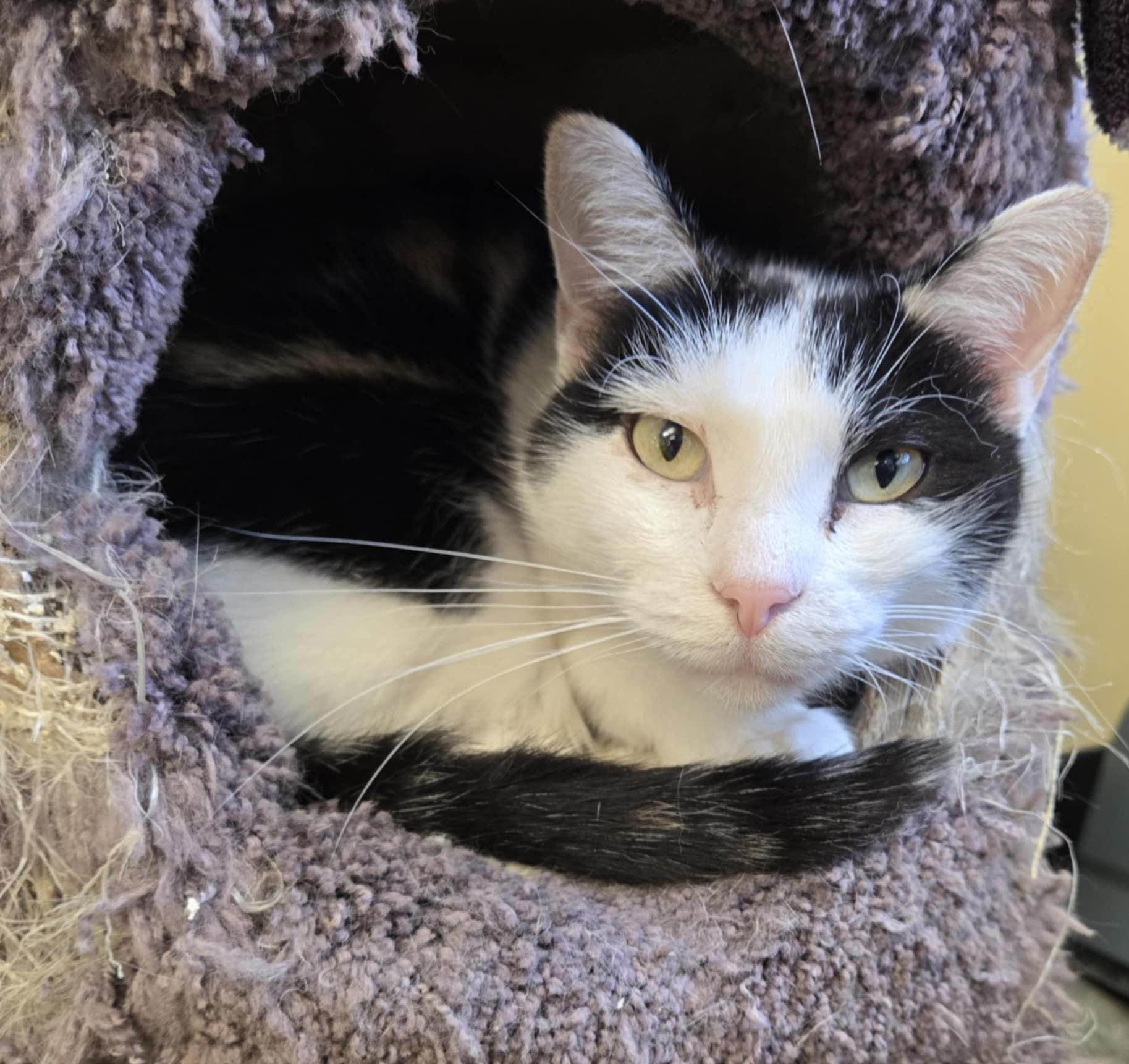 Bridget, an adoptable Domestic Short Hair in Larned, KS, 67550 | Photo Image 1