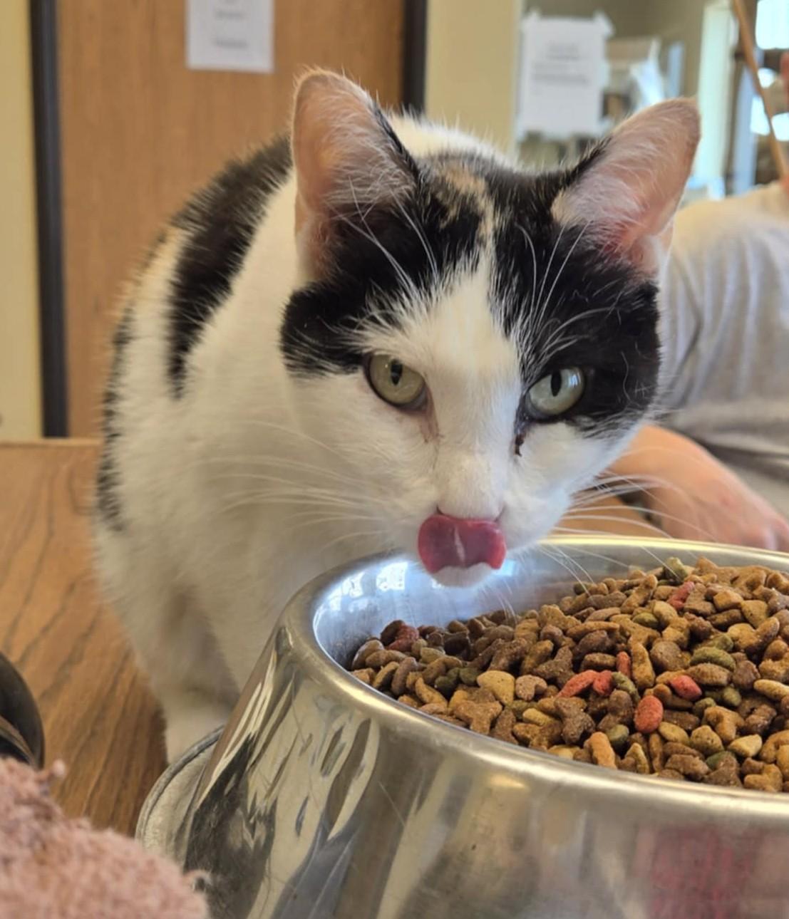 Bridget, an adoptable Domestic Short Hair in Larned, KS, 67550 | Photo Image 2