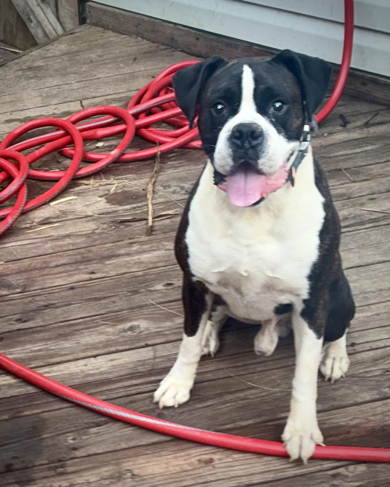 Zues, Adoptable, Adult Male Boxer.