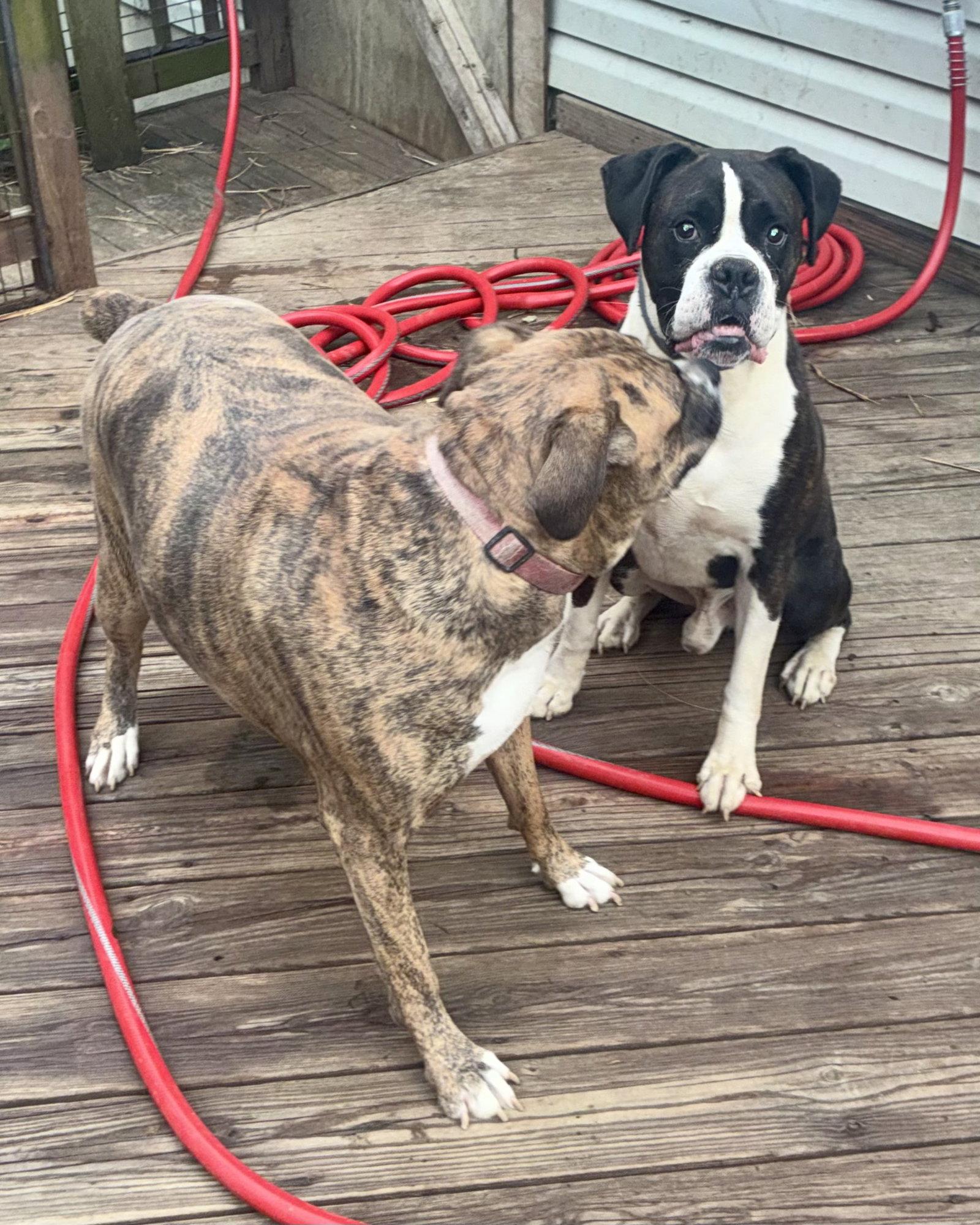 Enlarge Zues, a Adoptable Boxer in Monticello, NY image 2/2