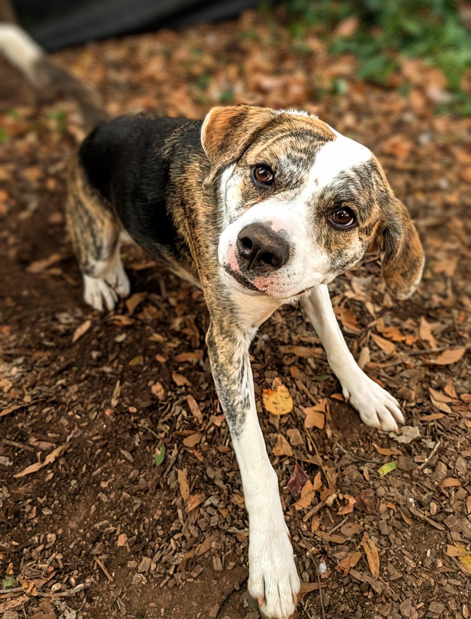 Enlarge Riccatta, a Adopted mixed breed in Charlotte, NC image 1/4