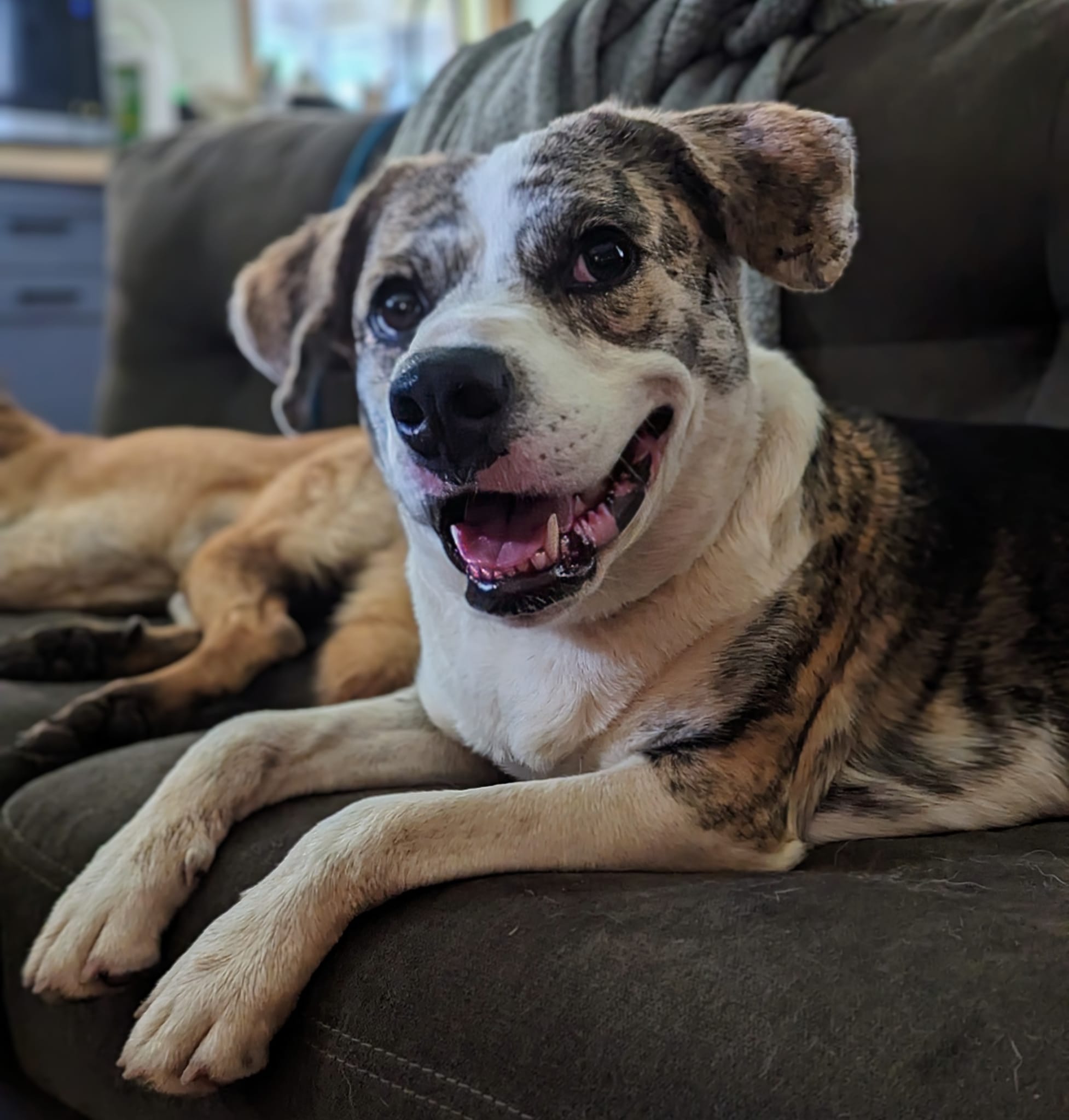Enlarge Riccatta, a Adopted mixed breed in Charlotte, NC image 3/4