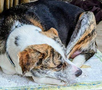 Enlarge Riccatta, a Adopted mixed breed in Charlotte, NC image 4/4