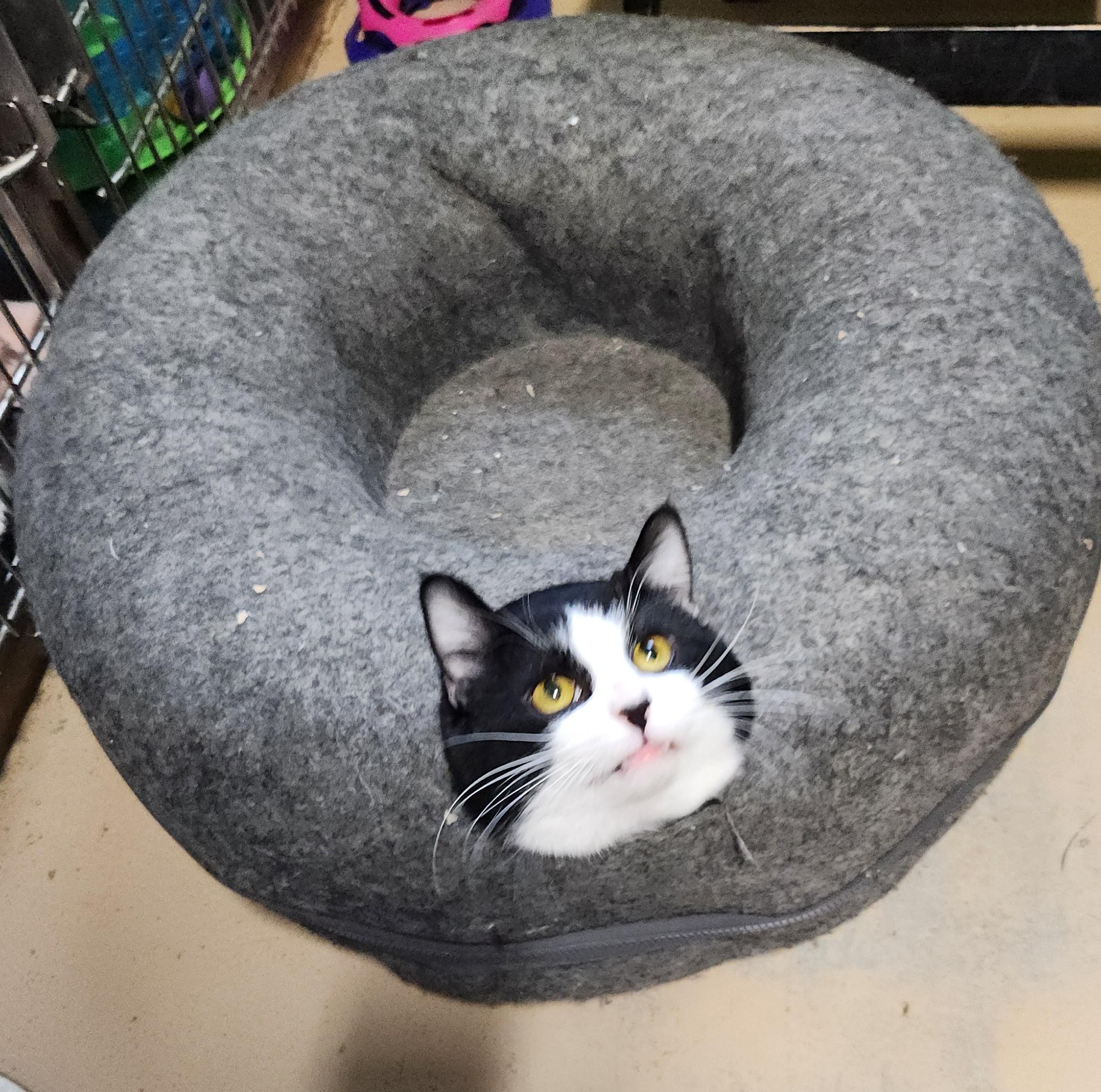 Enlarge Snoopy, a ADOPTABLE mixed breed in Bolingbrook, IL image 2/2