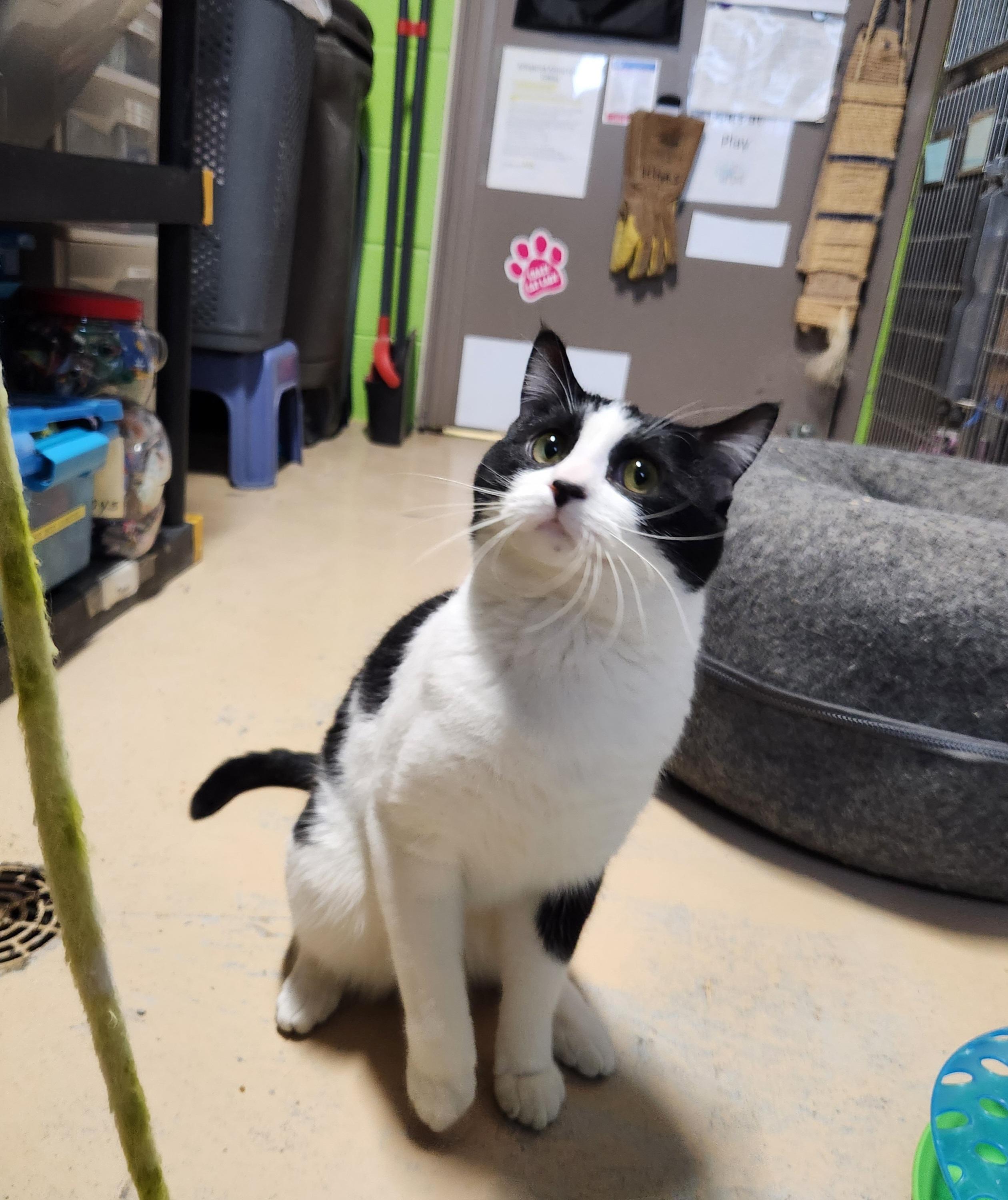 Snoopy, ADOPTABLE, Adult Male Domestic Short Hair.