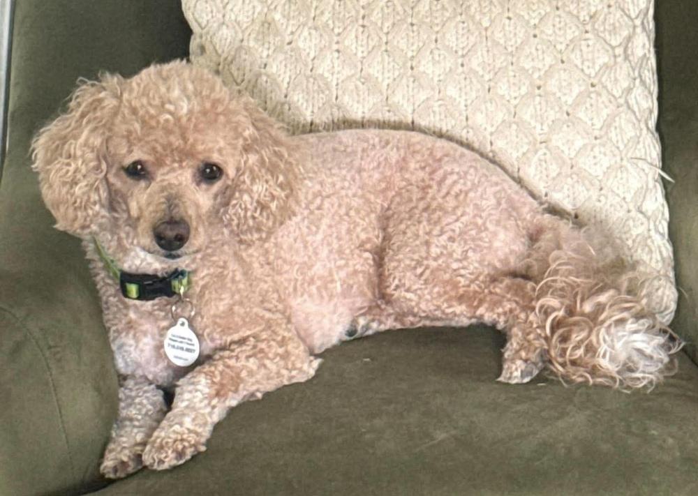 Joey, a Adoptable mixed breed in Alden, NY image 3/4