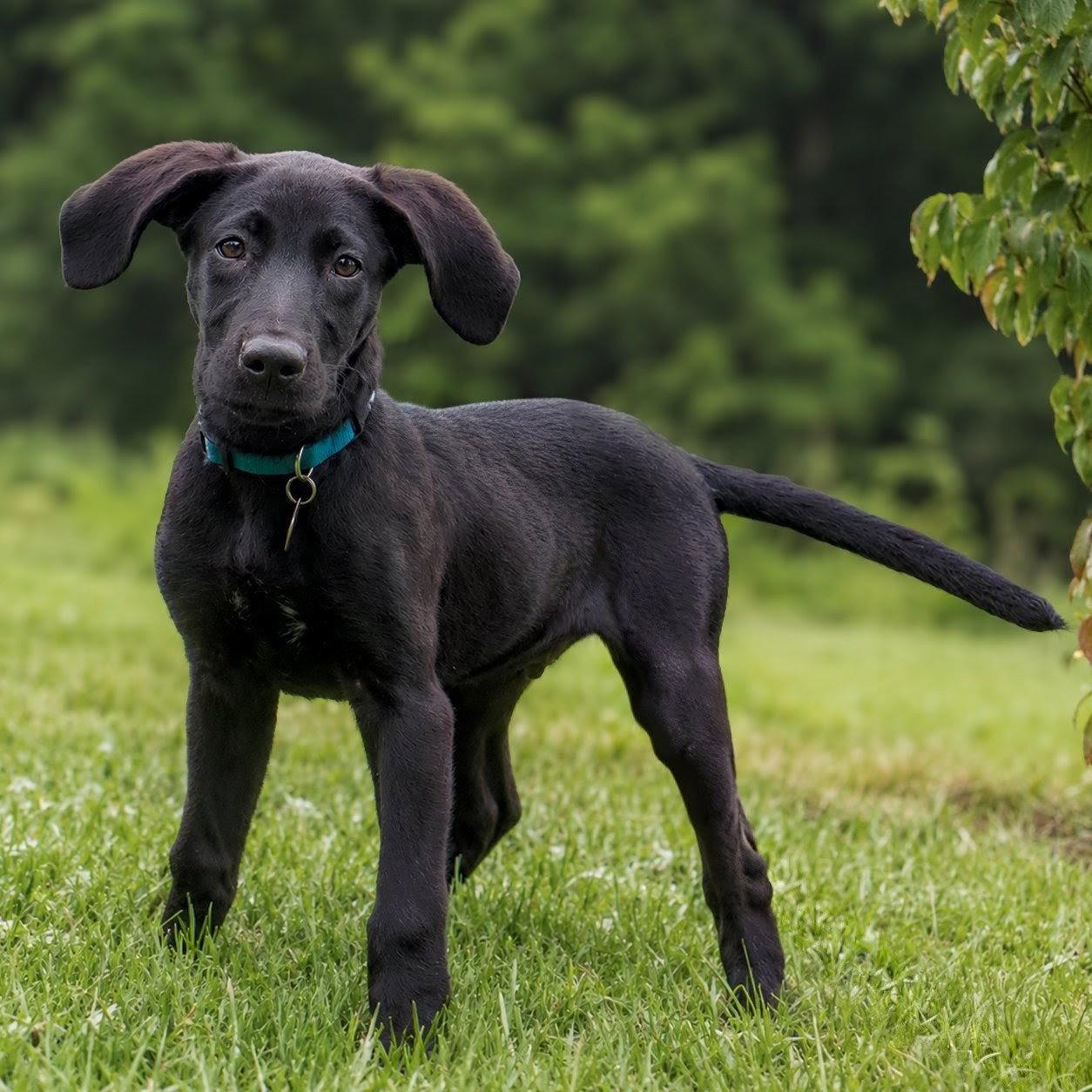 Hot Dog, Adopted, Young Male Retriever.