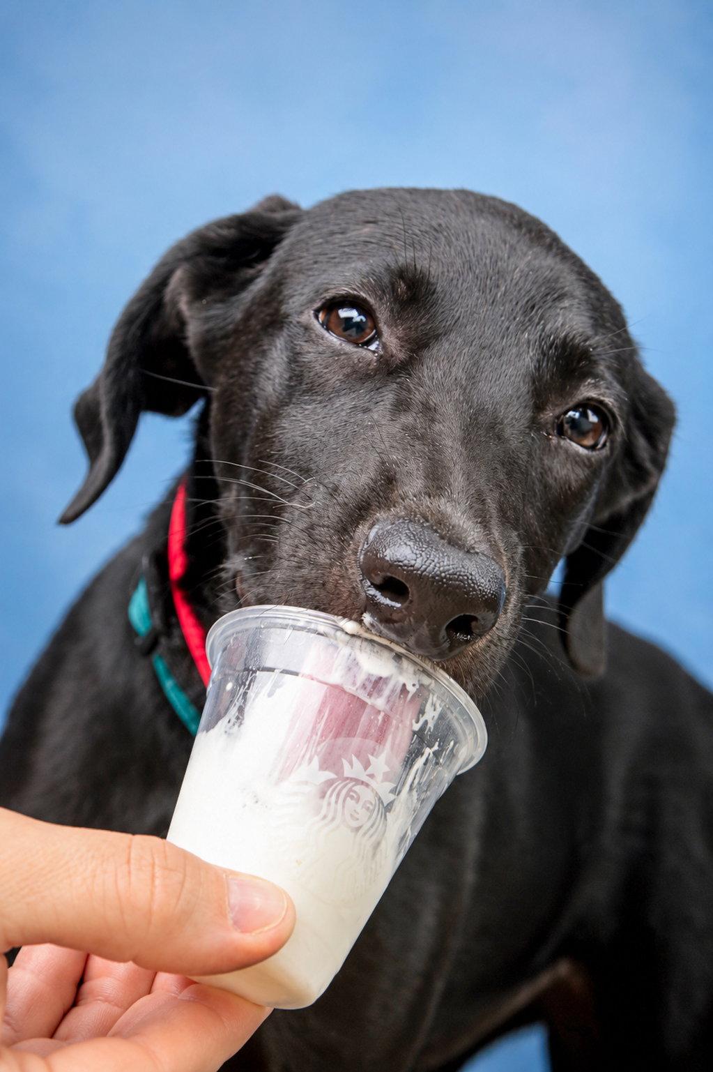 Hot Dog, a Adopted Retriever in Greenville, SC image 2/3
