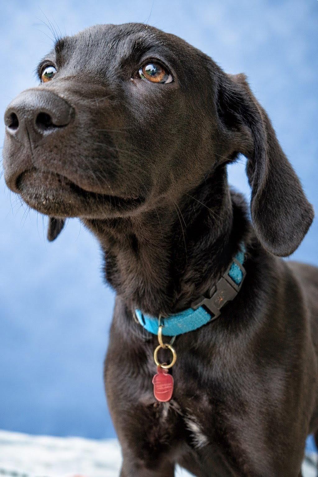 Hot Dog, a Adopted Retriever in Greenville, SC image 3/3