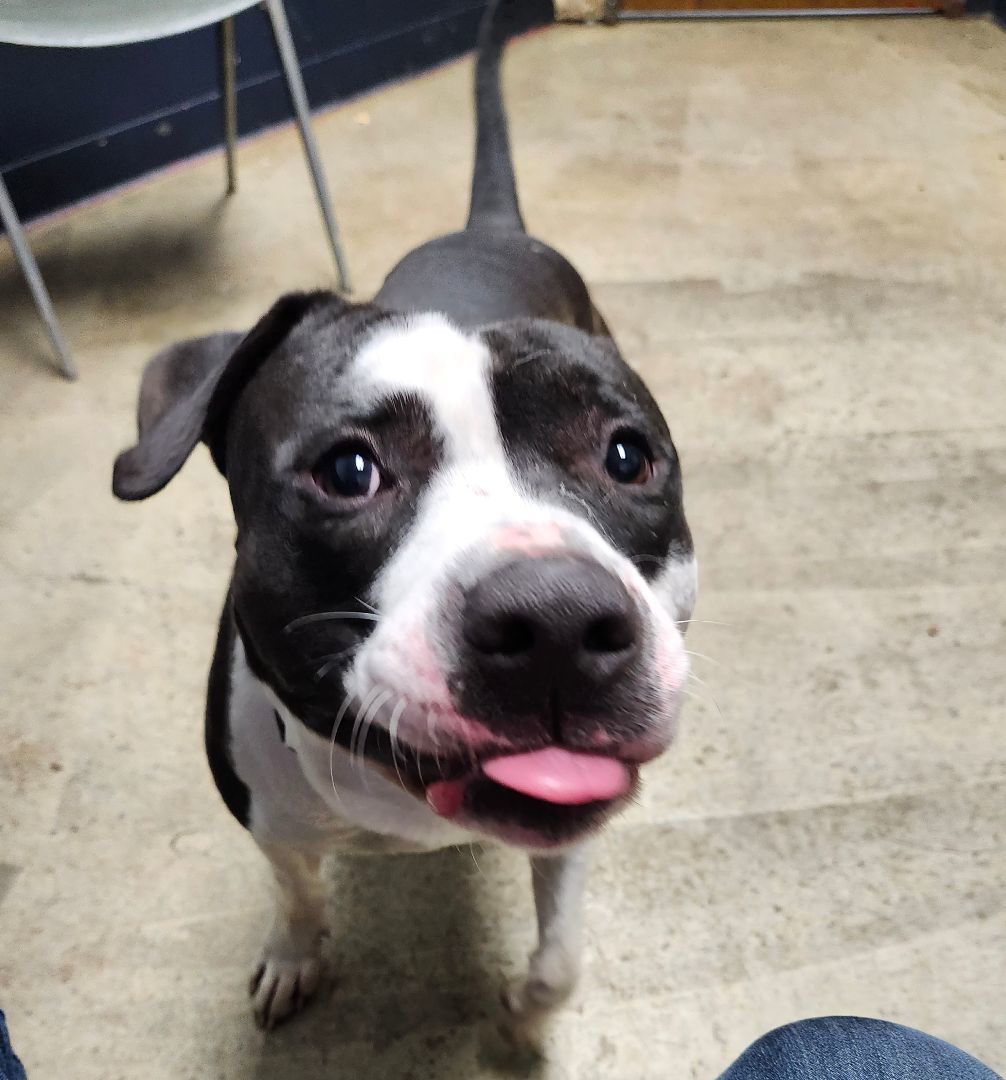 Honeycutt **REDUCED ADOPTION FEE**, a Adoptable Pit Bull Terrier in Mansfield, OH image 2/5