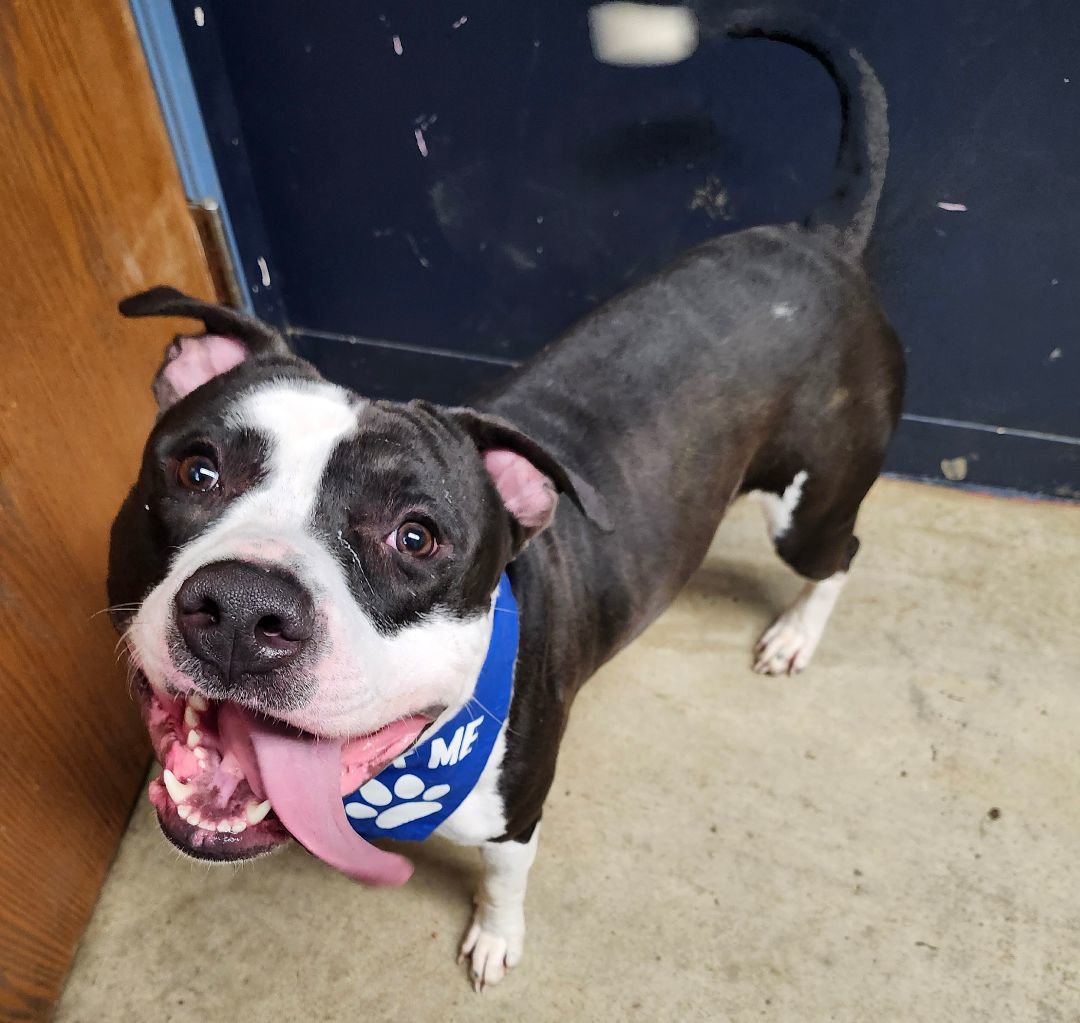 Honeycutt **REDUCED ADOPTION FEE**, a Adoptable Pit Bull Terrier in Mansfield, OH image 3/5