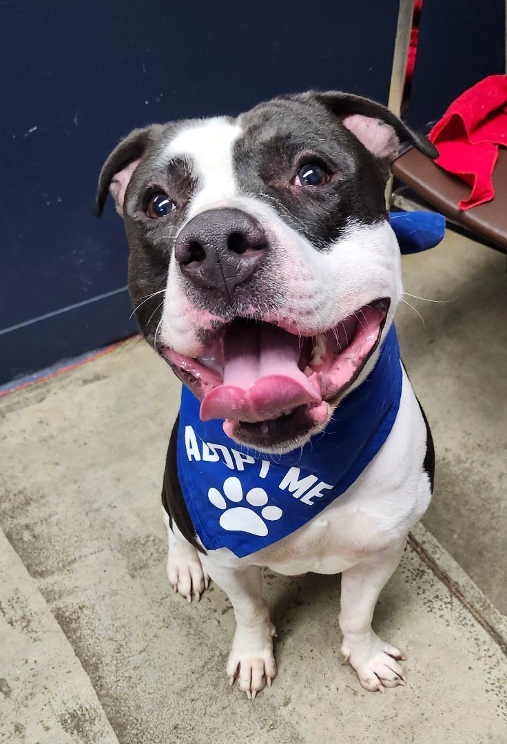 Honeycutt **REDUCED ADOPTION FEE**, a Adoptable Pit Bull Terrier in Mansfield, OH image 4/5