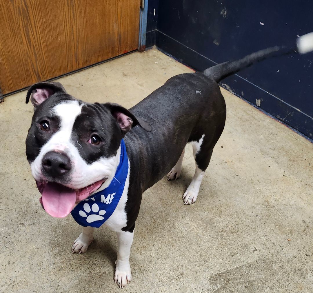 Honeycutt **REDUCED ADOPTION FEE**, a Adoptable Pit Bull Terrier in Mansfield, OH image 5/5