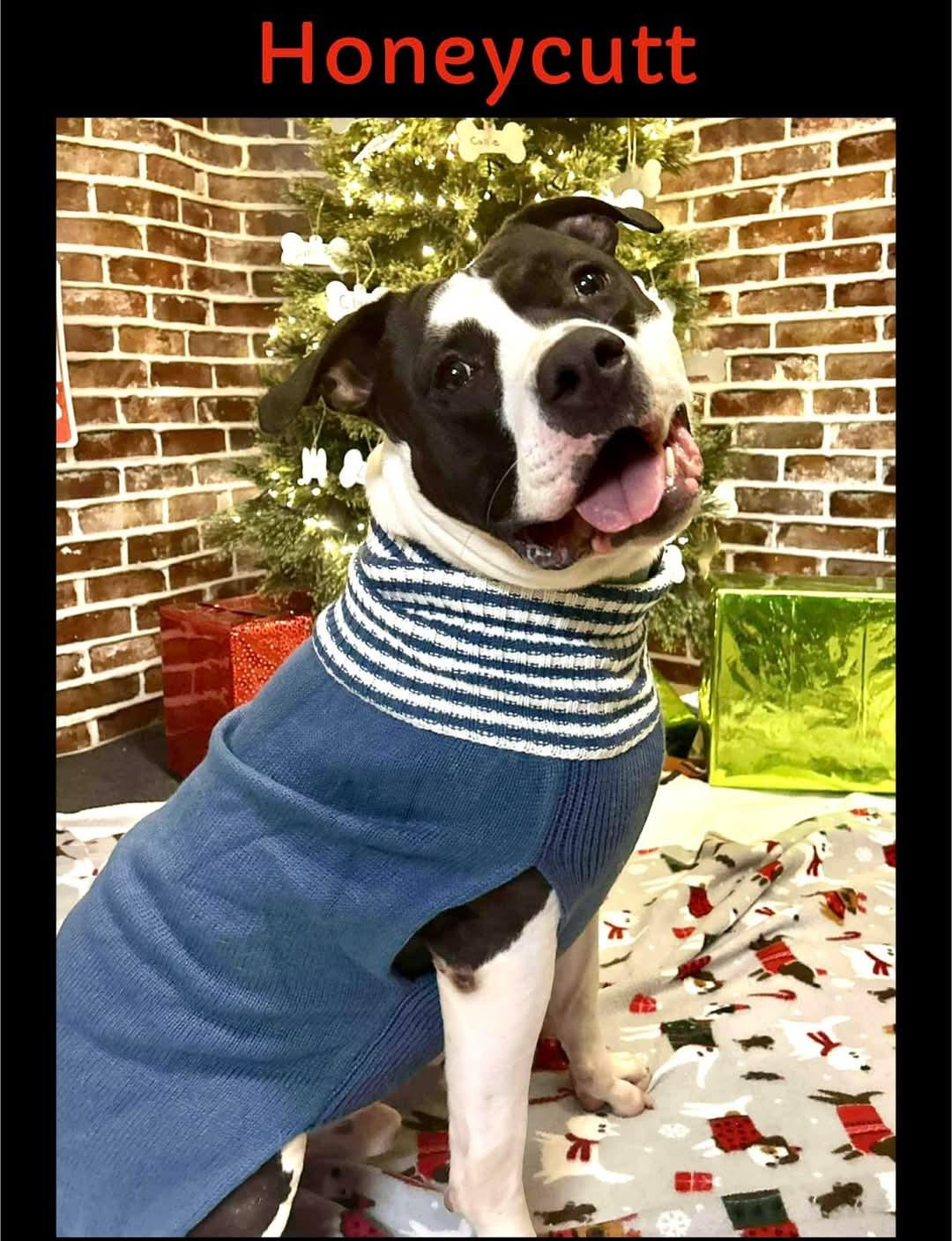 Honeycutt **REDUCED ADOPTION FEE**, a Adoptable Pit Bull Terrier in Mansfield, OH image 1/5