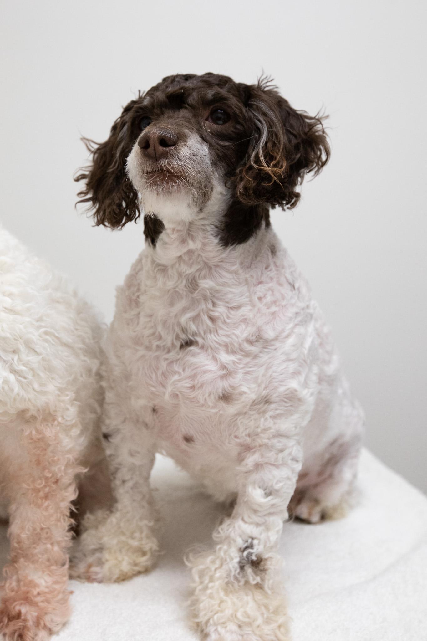 Brownie, Adoptable, Adult Male Miniature Poodle & Poodle.