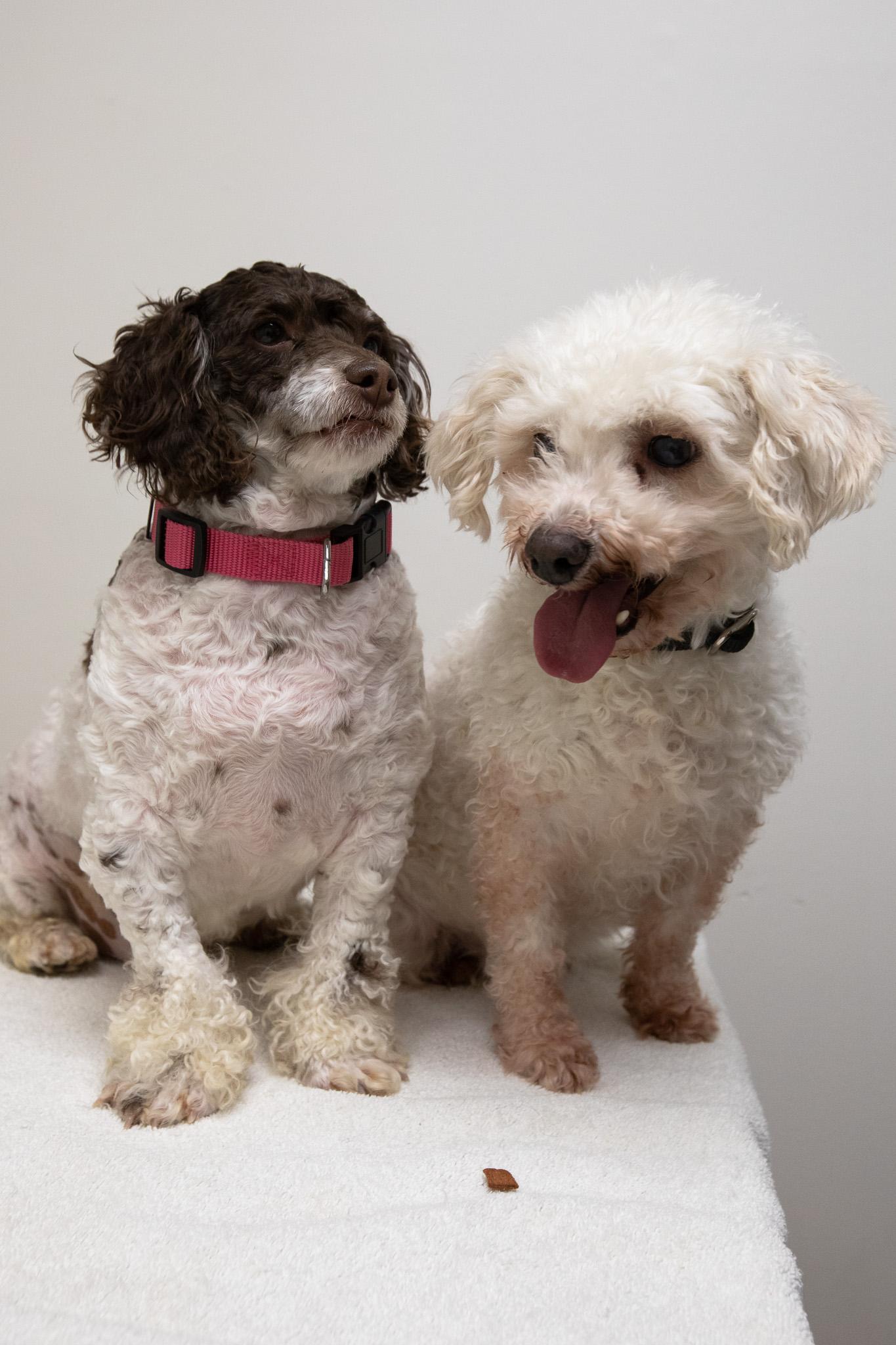 Enlarge Brownie, a Adoptable mixed breed in Montclair, NJ image 2/6