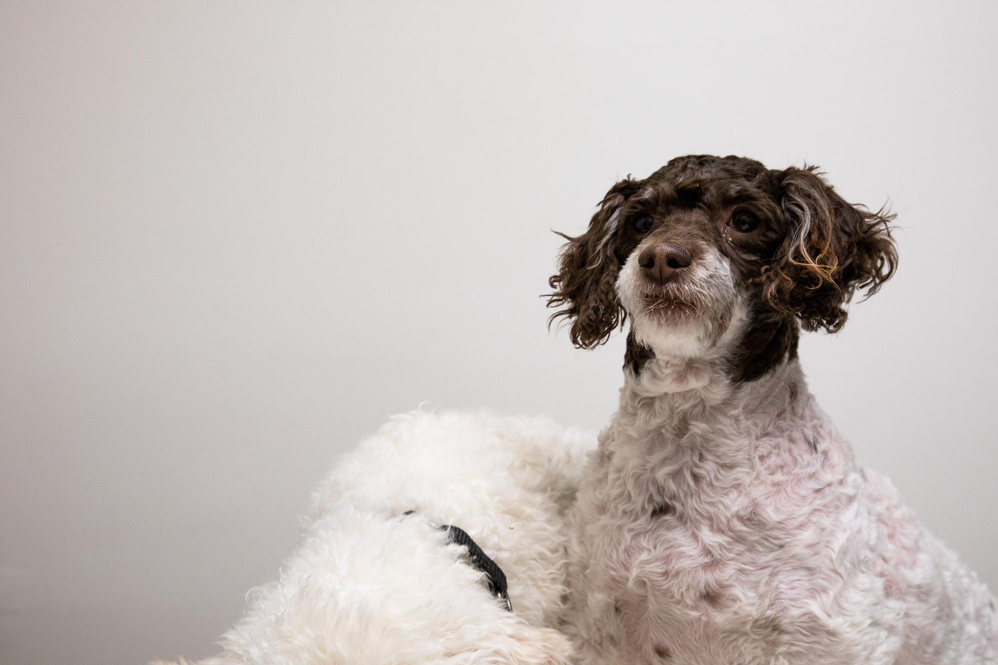 Enlarge Brownie, a Adoptable mixed breed in Montclair, NJ image 3/6