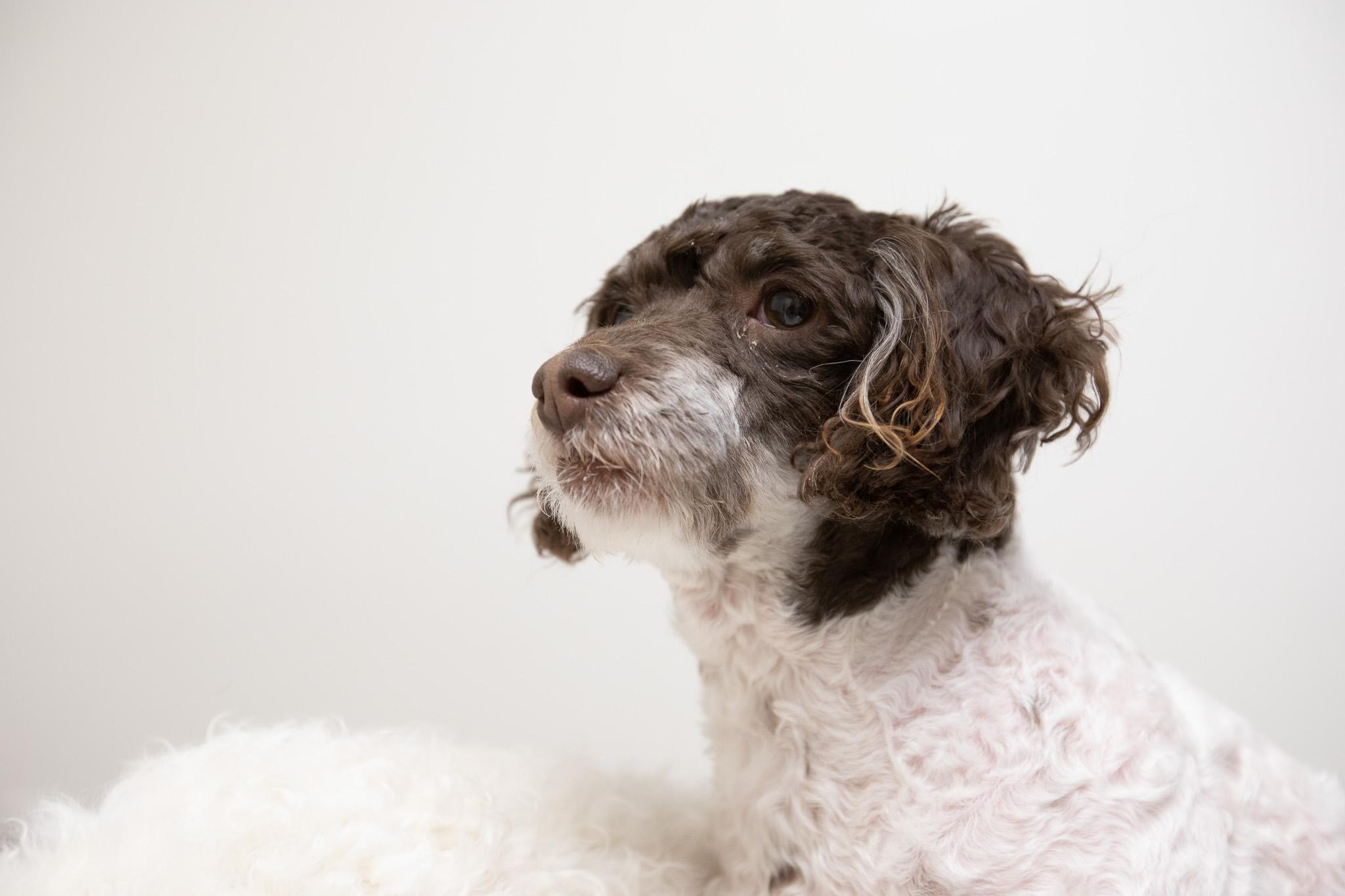 Enlarge Brownie, a Adoptable mixed breed in Montclair, NJ image 6/6