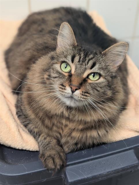 MUFFINS, Adoptable, Adult Female Domestic Short Hair.