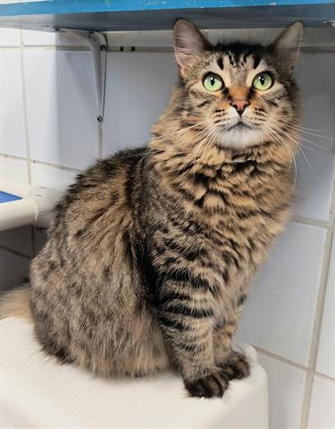 Enlarge MUFFINS, a Adoptable Domestic Short Hair in Canfield, OH image 1/2