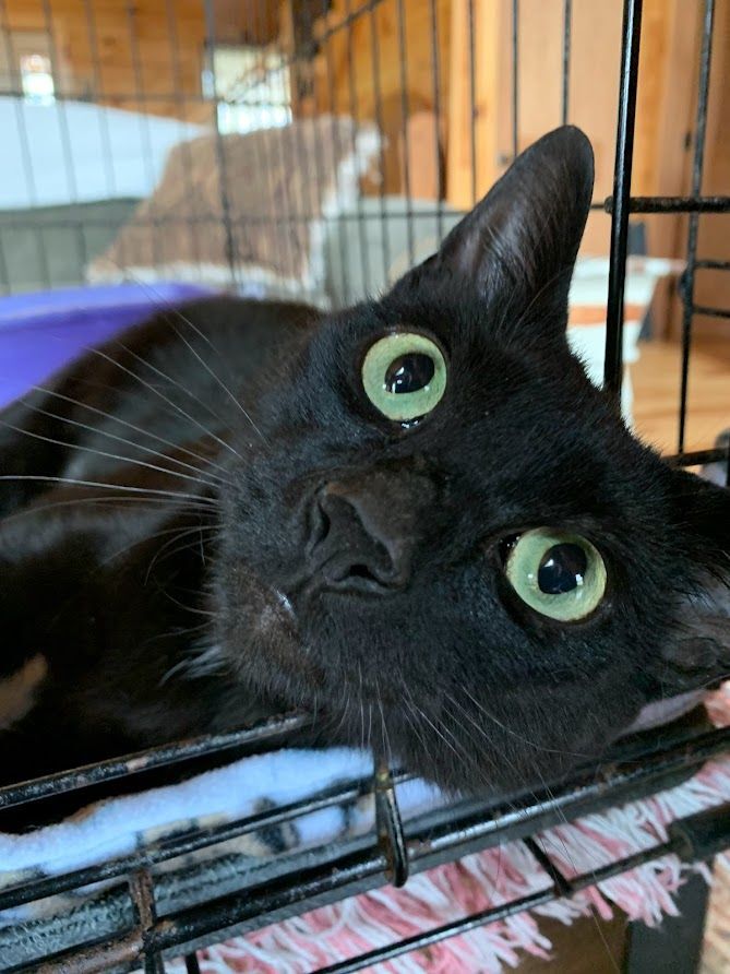 Enlarge Alley Oop, a Adoptable Domestic Short Hair in Hawley, PA image 2/3