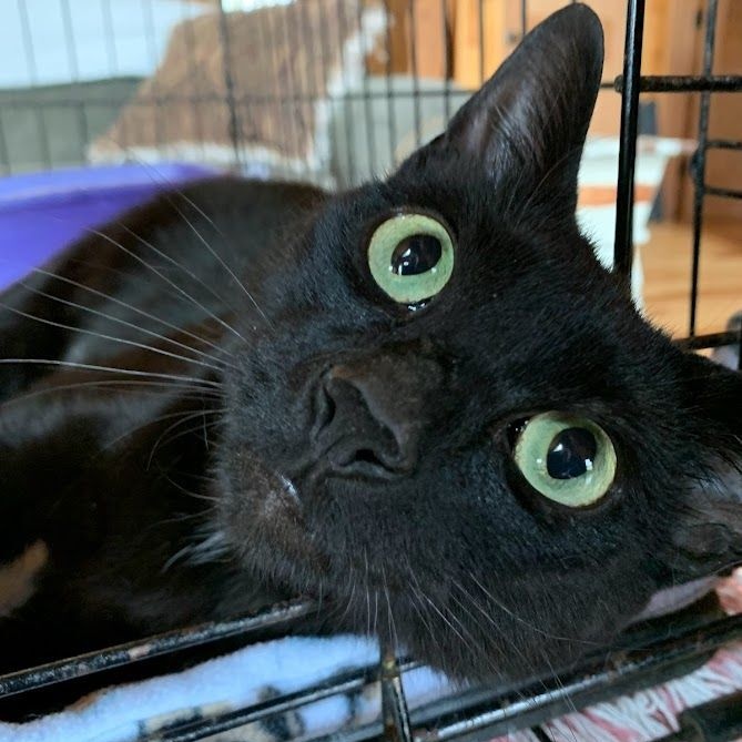 Alley Oop, a Adoptable Domestic Short Hair in Hawley, PA image 5/6