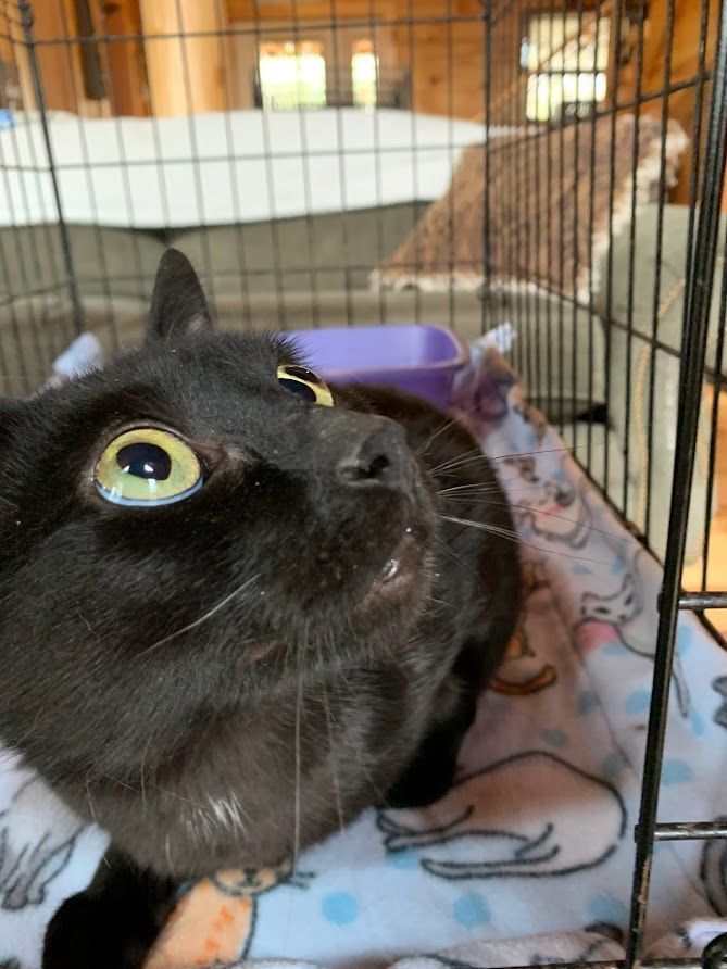 Enlarge Alley Oop, a Adoptable Domestic Short Hair in Hawley, PA image 3/3