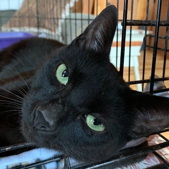 Alley Oop, Adoptable, Young Female Domestic Short Hair.