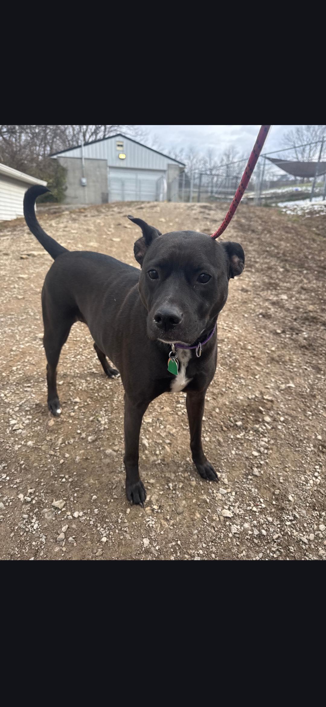 Enlarge Sammi, a ADOPTABLE mixed breed in Berea, KY image 1/1