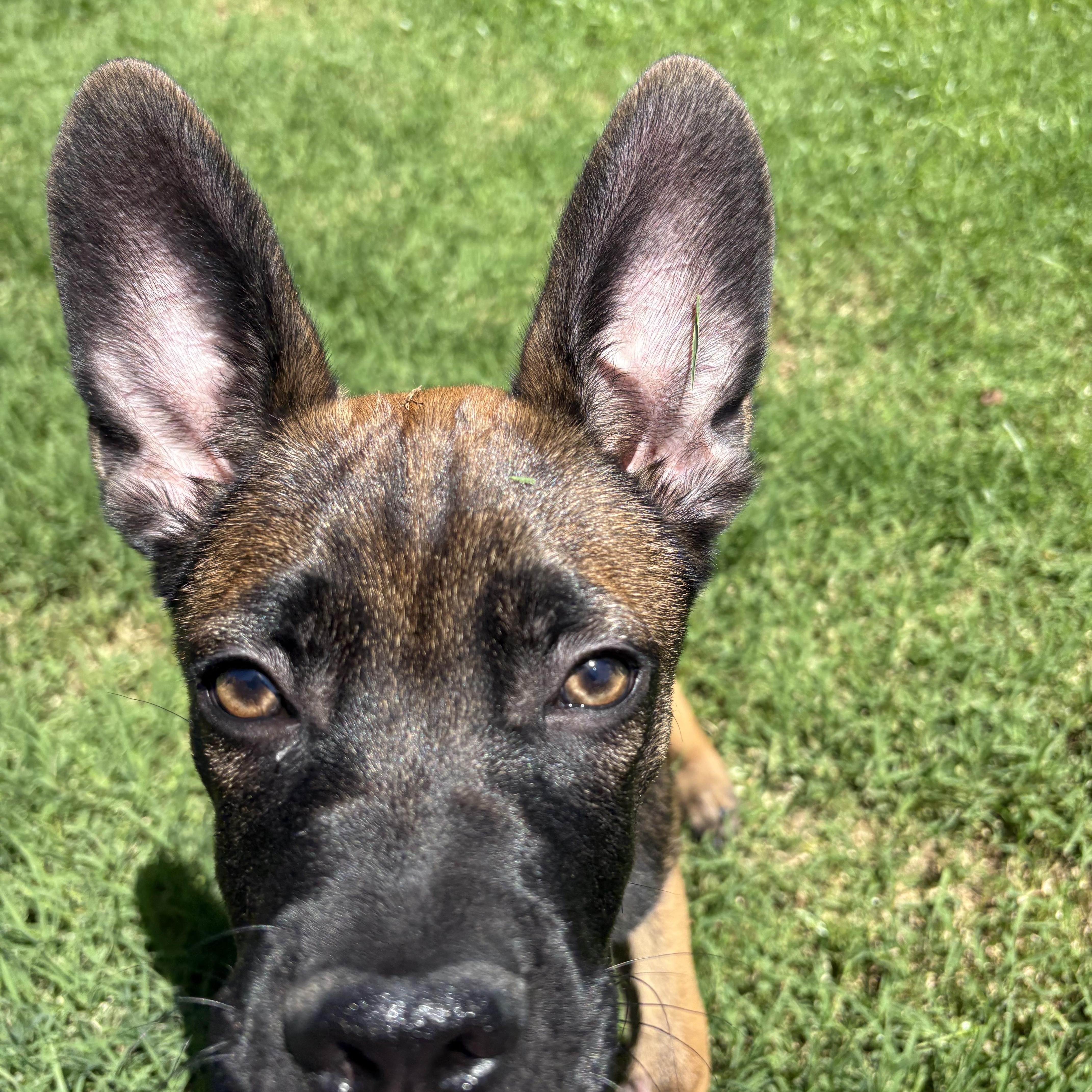 Oscar