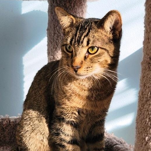 Ziggy, Adoptable, Young Male Domestic Short Hair.