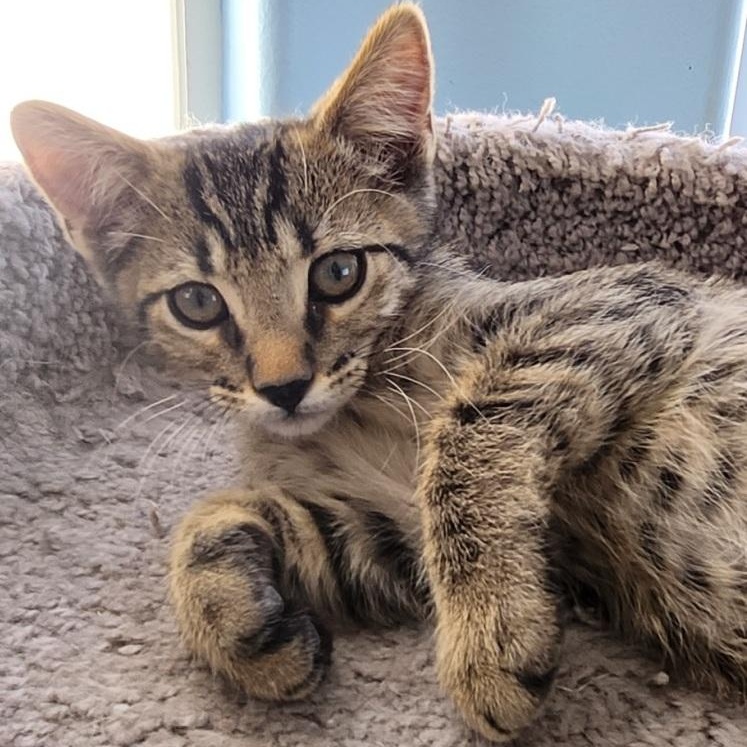 Ziggy, an adoptable Domestic Short Hair in Mesquite, NV, 89024 | Photo Image 3
