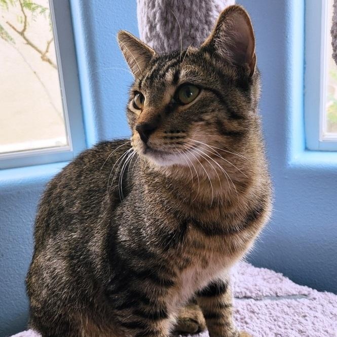 Enlarge Ziggy, a Adoptable mixed breed in Mesquite, NV image 3/4