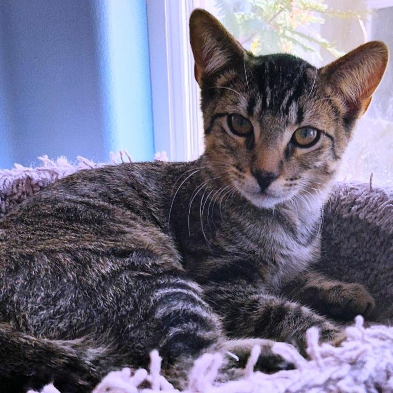Ziggy, an adoptable Domestic Short Hair in Mesquite, NV, 89024 | Photo Image 1