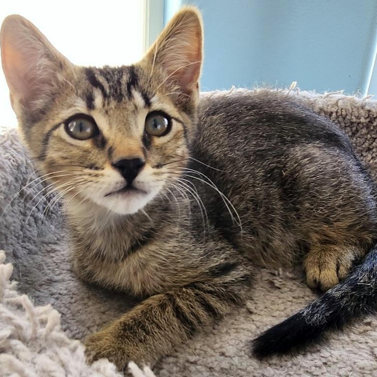 Ziggy, an adoptable Domestic Short Hair in Mesquite, NV, 89024 | Photo Image 2