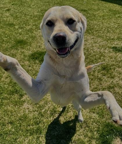 Sunny, Adoptable, Adult Male Mixed Breed & Mixed Breed.