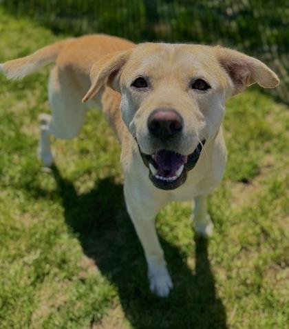 Enlarge Sunny, a Adoptable mixed breed in Missoula, MT image 2/3