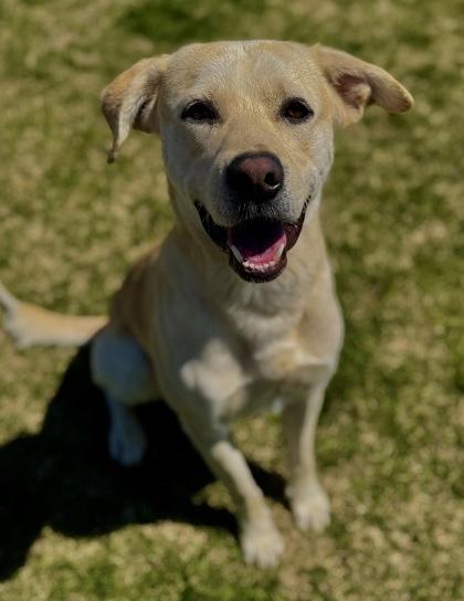 Enlarge Sunny, a Adoptable mixed breed in Missoula, MT image 3/3
