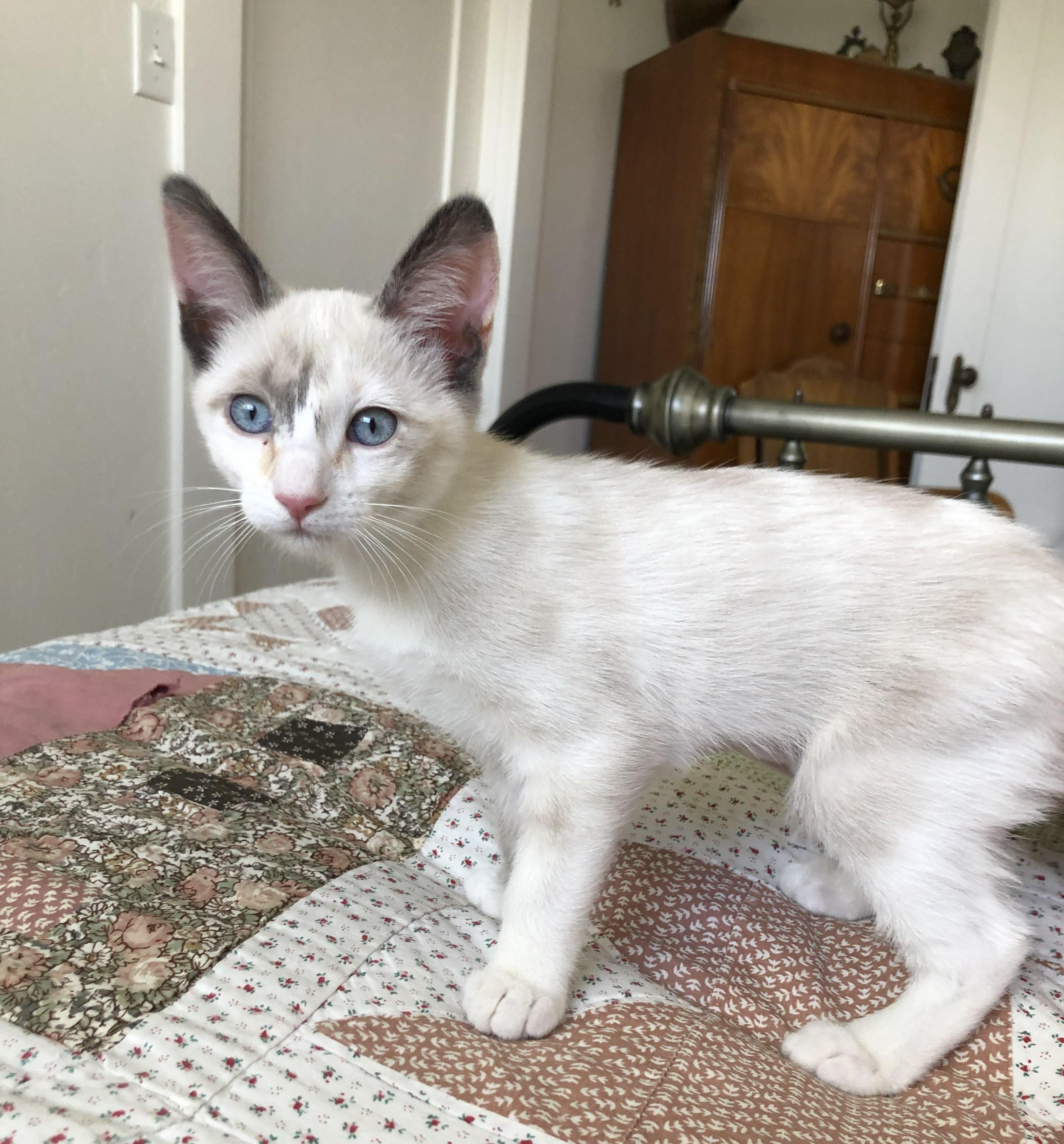 Mouse, an adopted Siamese in Mission Viejo, CA image 3/6