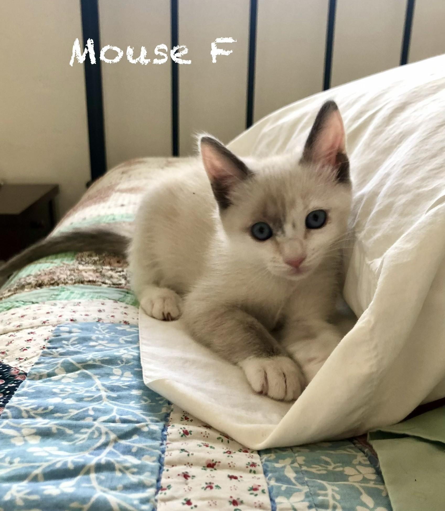 Mouse, an adopted Siamese in Mission Viejo, CA image 1/6