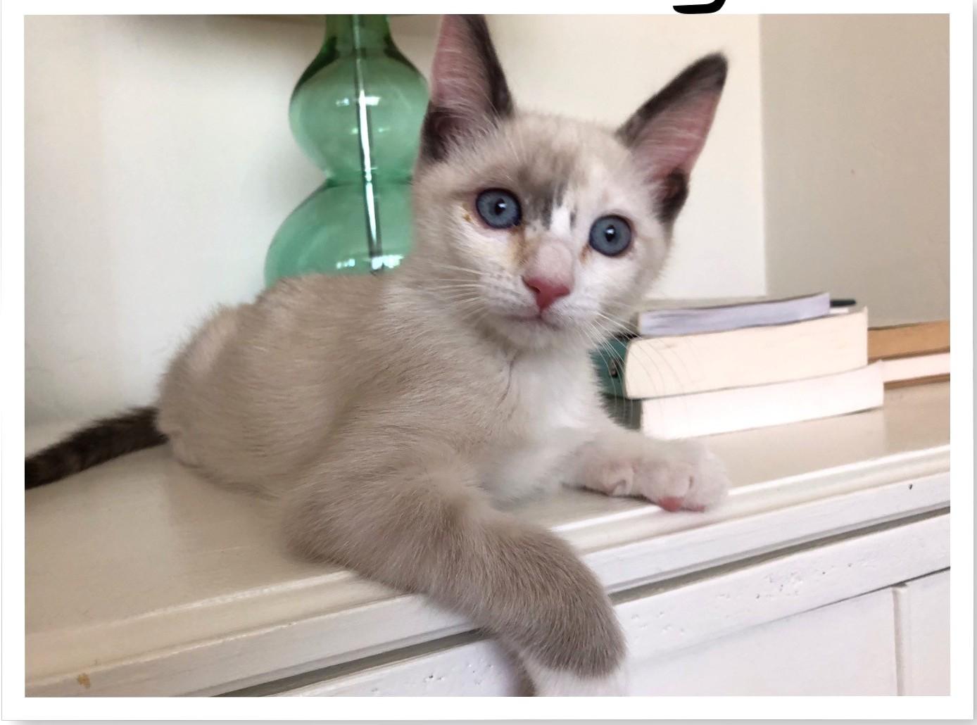 Mouse, an adopted Siamese in Mission Viejo, CA image 2/6