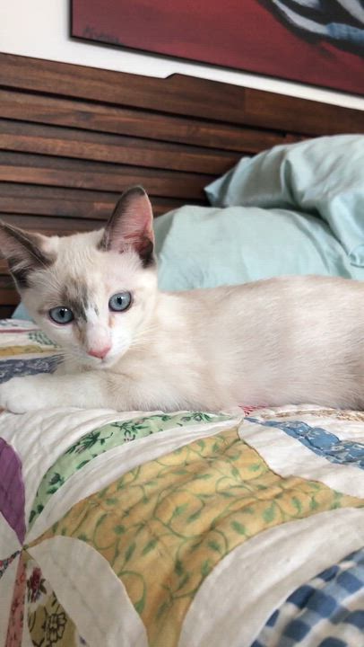 Enlarge Mouse, an adopted Siamese in Mission Viejo, CA video 6/6
