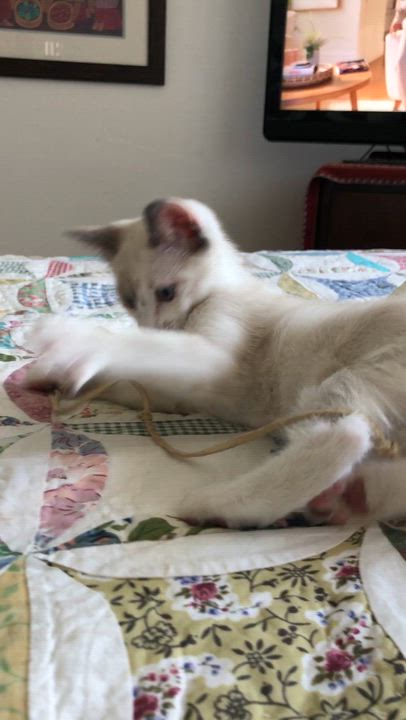 Enlarge Mouse, an adopted Siamese in Mission Viejo, CA video 5/6